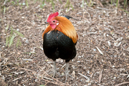 the rooster is walking around looking for bugs to eat