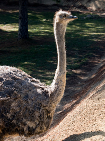 this is a close up of a female ostrich