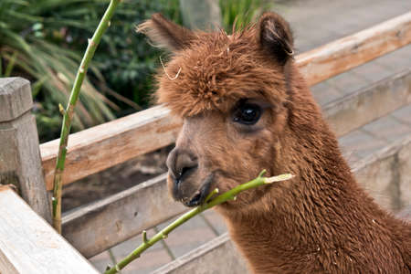 the alpaca is enjoying eating a leafの写真素材