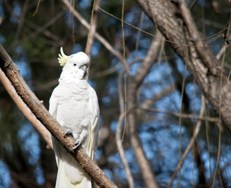 the sulphur crested cockatoo is perched in a tree