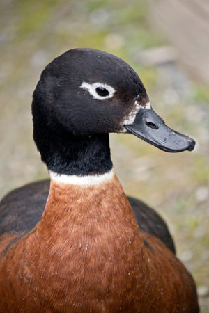 the Australian Shelduck is walking on the grass