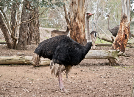 this is a side view of an ostrich