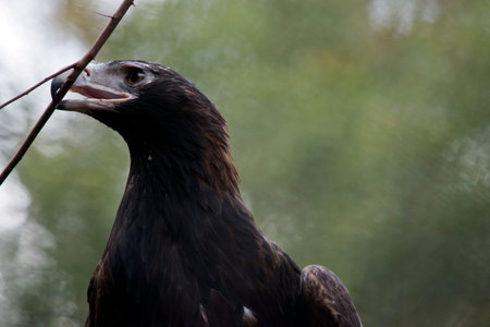 this is a close up of a wedge tailed eagle gathering twigs for a nest