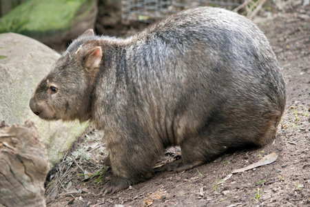 the wombat has come out of his under ground home to look for food