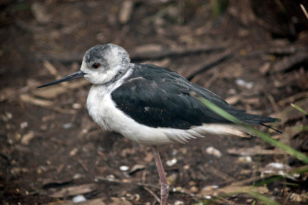 this is a close up of a stilt