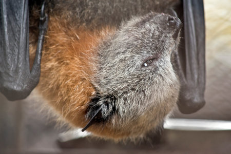 the fruit bat is hanging upside down