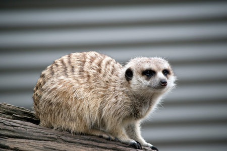 the meerkat is sitting on a branch