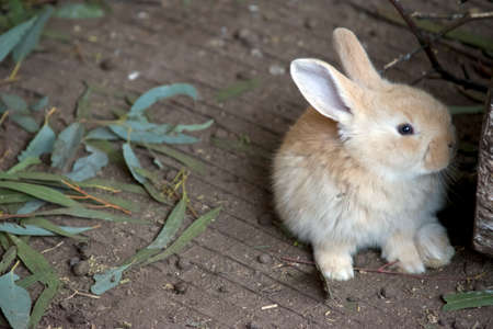 the baby rabbit is exploring his surroundingsの写真素材