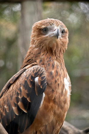 this is a portrait of a black kite