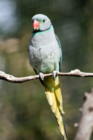 the malabar parakeet is perched on a tree branch
