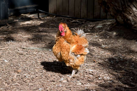 the rooster is clawing in the dirt looking for foodの写真素材