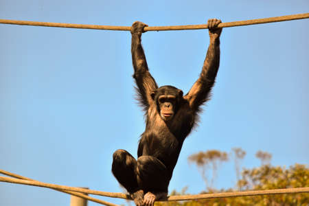 the young chimpanzee is holding the top rope to keep his balanceの写真素材