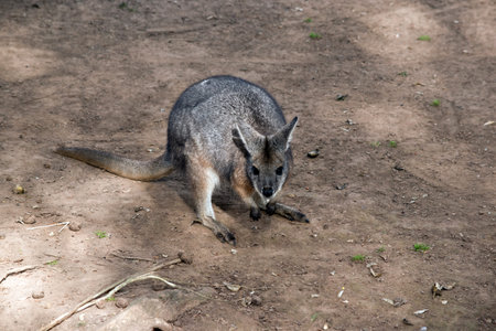 the red necked wallaby is looking for food