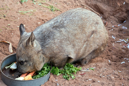 the hairy nosed wombat is eating his vegetables