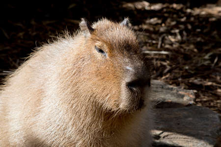 this is a close up of a capybaraの写真素材