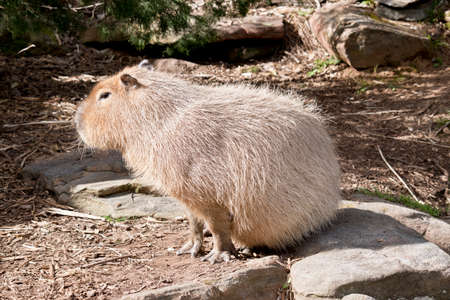 the capybara is resting in the sunの写真素材