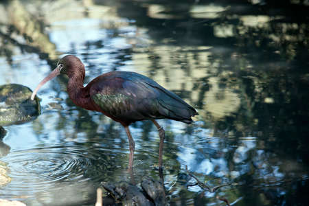 the glossy ibis is walking in a pond looking for foodの写真素材