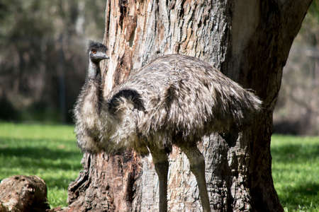 this is an Australian emu  walking on grassの写真素材
