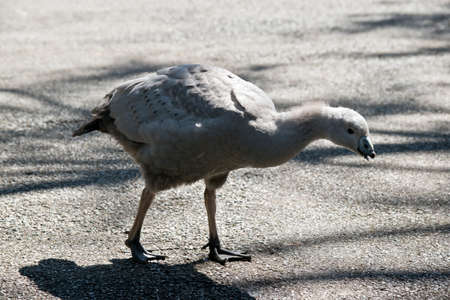 the capr barren gosling is walking toward the lakeの写真素材
