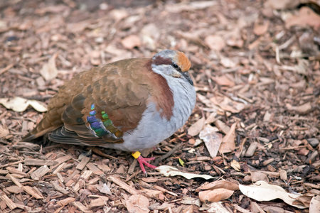 the  brush bronzewing is walking on the twigs and leaves