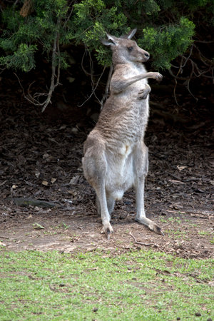 the western grey kangaroo is having a scratch and stretchの写真素材