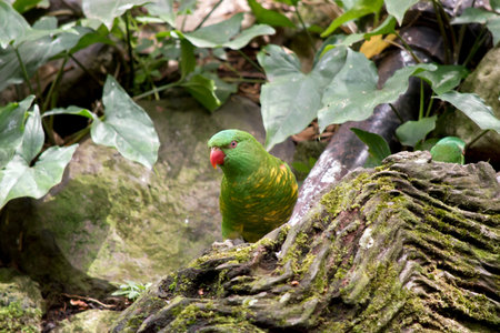 the scaly breasted lorikeet has an orange beak and eyes
