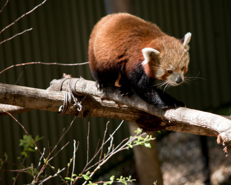 the red panda has a long tail and sharp claws