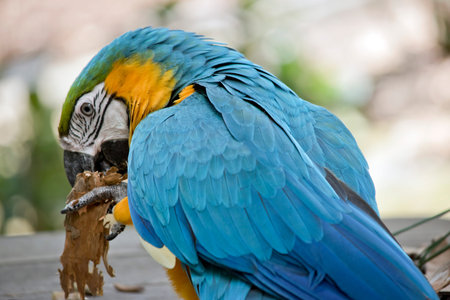 the blue and gold macaw is perched on a wooden table while eating bark