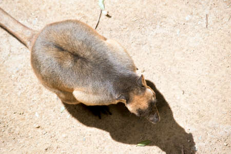 the Lumholtz Tree kangaroo is walking on the groundの写真素材
