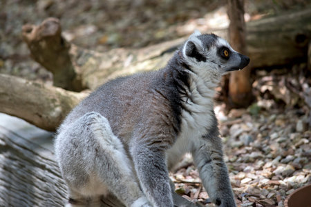 the ring tailed lemur is sitting on a rock