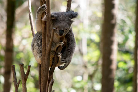 the joey is looking down towards the groundの写真素材