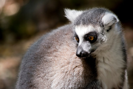 the ring tailed lemur is sitting on a rock