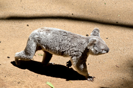 this is a side view of a koala walking on the groundの写真素材
