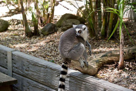 the ring tailed lemur is sitting on a wall showing his long striped tailの写真素材