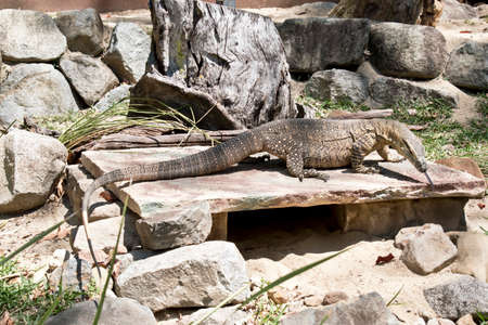 the lace monitor lizard is on a ledgeの写真素材