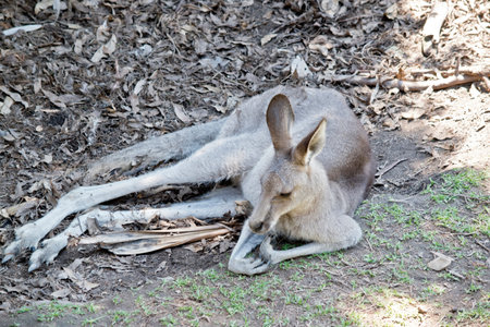 the joey western grey kangaroo is in the shade to keep cool