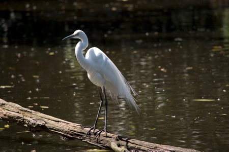 the great egret is standing on a log over the water