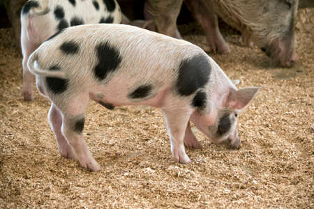 this is a side view of a pigletの写真素材