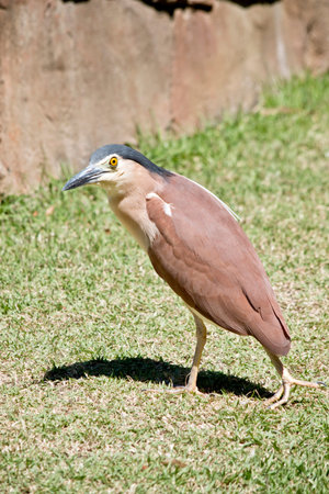 the nankeen night heron is walking across the grass