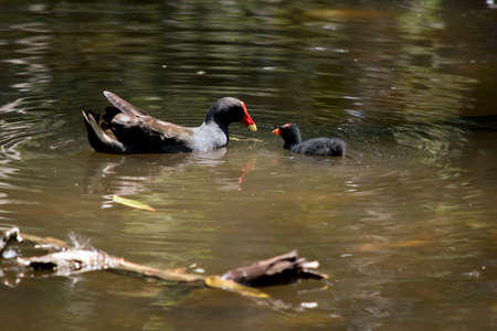 the mother dusky moorhen is feeding her chickの写真素材