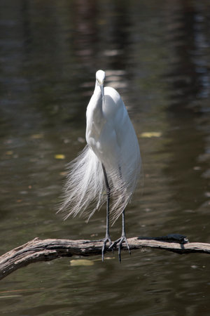 the great egret is standing on a log over the water