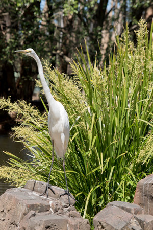 the great egret is standing on a rock looking out for preditors