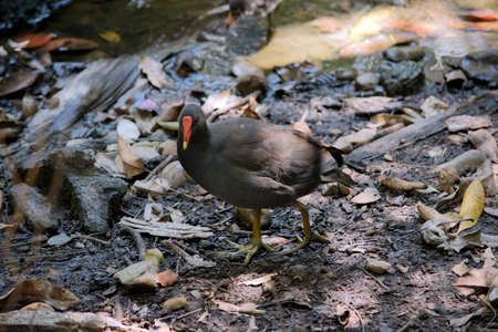 the dusky moorhen is looking for her chicksの写真素材