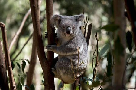 the koala is looking for leaves to eatの写真素材