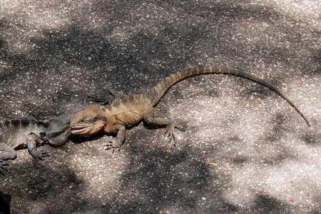 the brown eastern water dragon is attacking the grey eastern dragon lizard