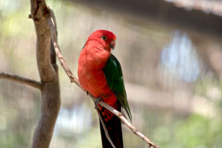 the Australian king parrot is perched on a branchの写真素材