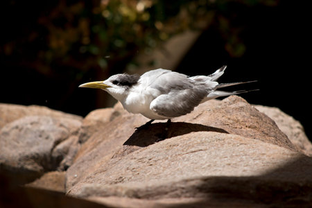 this is a side view of a tern on a rock