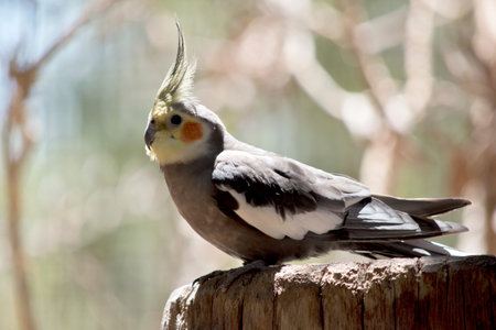 this is a close up of a cockatiel