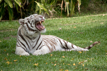 the white tiger is letting out a roar