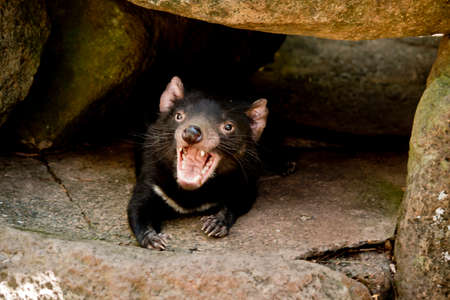 the Tasmanian devil is in the shadeの写真素材